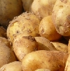 Gentechnisch veränderte Kartoffeln 2012 - Gatersleben