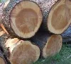 Waldarbeiter in Schmallenberg durch rollende Holzstämme verletzt