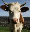 Landwirt in Osterberg von Horn einer Kuh schwer am Auge verletzt