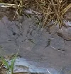Gülle verschmutzt Teich in Roding - Tausende Forellen verendet