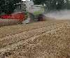 Ernteschätzung Getreide 2012 - Deutschland