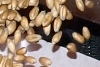 Ernteschätzung Getreide 2012 - Saarland
