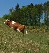Schmallenberg-Virus bei Rindern 2012 - Österreich