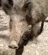 Wildschweine flüchten auf Dachterrasse in Neubrunn