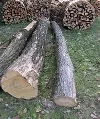 Waldarbeiter aus Löcknitz tödlich verunglückt
