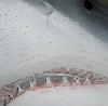 Weißer Hai Attacke 2013