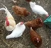 Hühnerfarm Thailand