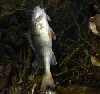 Gülle in Bach ausgelaufen - Hunderte tote Fische angeschwemmt