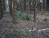 Baum umgestürzt - Forst-Mitarbeiter schwebt in Lebensgefahr