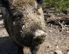 Wildschwein in Gaggenau unterwegs - Flucht vor Jäger in den Wald