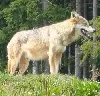 Toter Wolf an A24 entdeckt - Unfallfahrer unbekannt