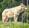 Erneut Wolf im Nationalpark Bayerischer Wald fotografiert