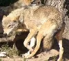 Wohl neues Rudel in Niedersachsen: Wölfe bei Visselhövede abgelichtet