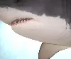 Weißer Hai Kalifornien