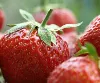 Frische Erdbeeren kaufen - Kronach