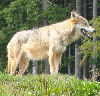 Fotofalle hält Wolf bei Neustadt fest