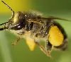 Erneut Bienen in Schwaben entwendet