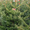Weihnachtsbäume selber schlagen - Viersen-Dornbusch