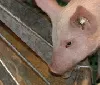 Metalldiebe stehlen Futtertröge aus Schweinezucht