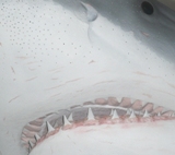 Weißer Hai - Istanbul