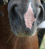 Bestes Vielseitigkeitspferd 2011: Rang - 4 - LA BIOSTHETIQUE-SAM FBW