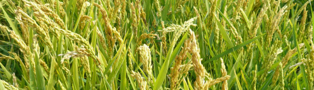 Reis Schaderreger und Symptome an Reis - Getreide