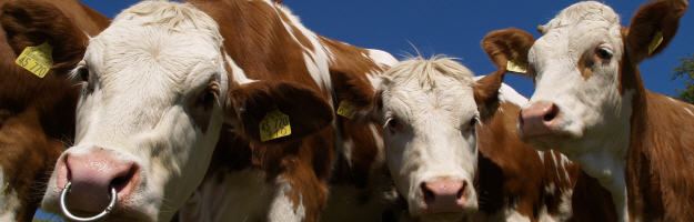 Bakterielle Erkrankungen beim Rind | Rindkrankheiten | proplanta.de