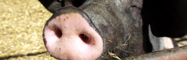 Schwein - Biologie | proplanta.de