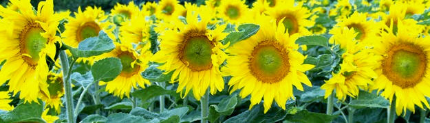 Sonnenblume Weitere Schadsymptome - lsaaten