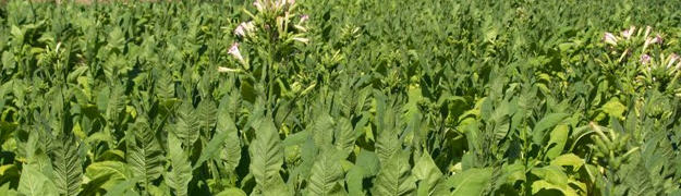 Parasitische Bltenpflanzen | Tabakanbau | proplanta.de