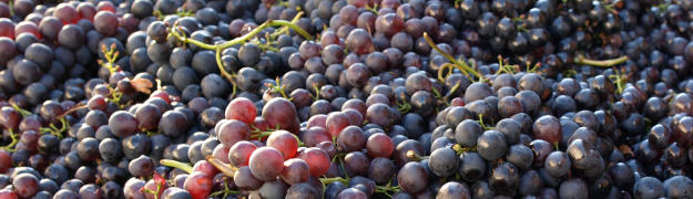 Wein Allgemeines ber Wein und den Weinanbau - Kulturpflanzen