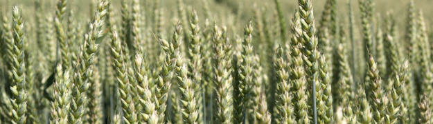 Weizen Schaderreger und Symptome in Weizen - Getreide