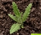 Acker-Kratzdistel: junge Pflanze