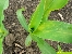 Herbizidschäden an den Maisblättern