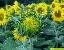 Infloreszenz der Sonnenblume geschlossen