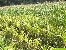 Starke Herbizidschäden an Maispflanzen bei der Distelbekämpfung