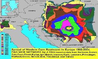 Ausbreitung des Westlichen Maiswurzelbohrers in Europa 1992 - 2004