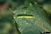 Junge Baumwollblattraupe Alabama argillacea