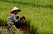 Die klassische Methode ist die Anzucht der Jungpflanzen in Saatbeeten und Verpflanzen in die überfluteten Felder (Quelle: Wikipedia)