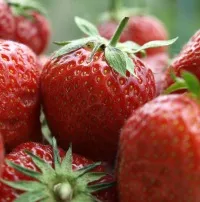 Bio-Erdbeeren