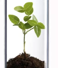 Pflanzenwachstum 