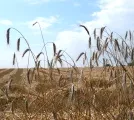 Getreideernte 2007