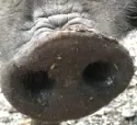 Domestikation des Schweines