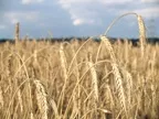 Getreideernte Deutschland 2007