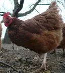 Hennen in Rheinland-Pfalz legen durchschnittlich 290 Eier pro Jahr