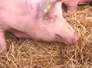 Weniger Schweine in der EU erwartet