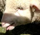 Schafzchter besorgt nach Krhenattacken auf Lmmer 