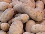 Wanderausstellung ber die Kartoffel
