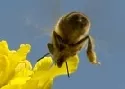 Einzigartiger Bienenflugraum soll Bienensterben stoppen