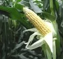 Blattfleckenkrankheit im Mais